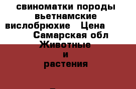  свиноматки породы вьетнамские вислобрюхие › Цена ­ 8 500 - Самарская обл. Животные и растения » Другие животные   